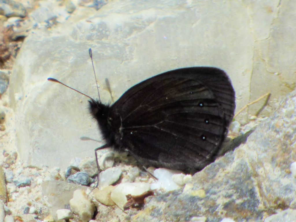 Erebie?  S, Erebia meolans, maschio